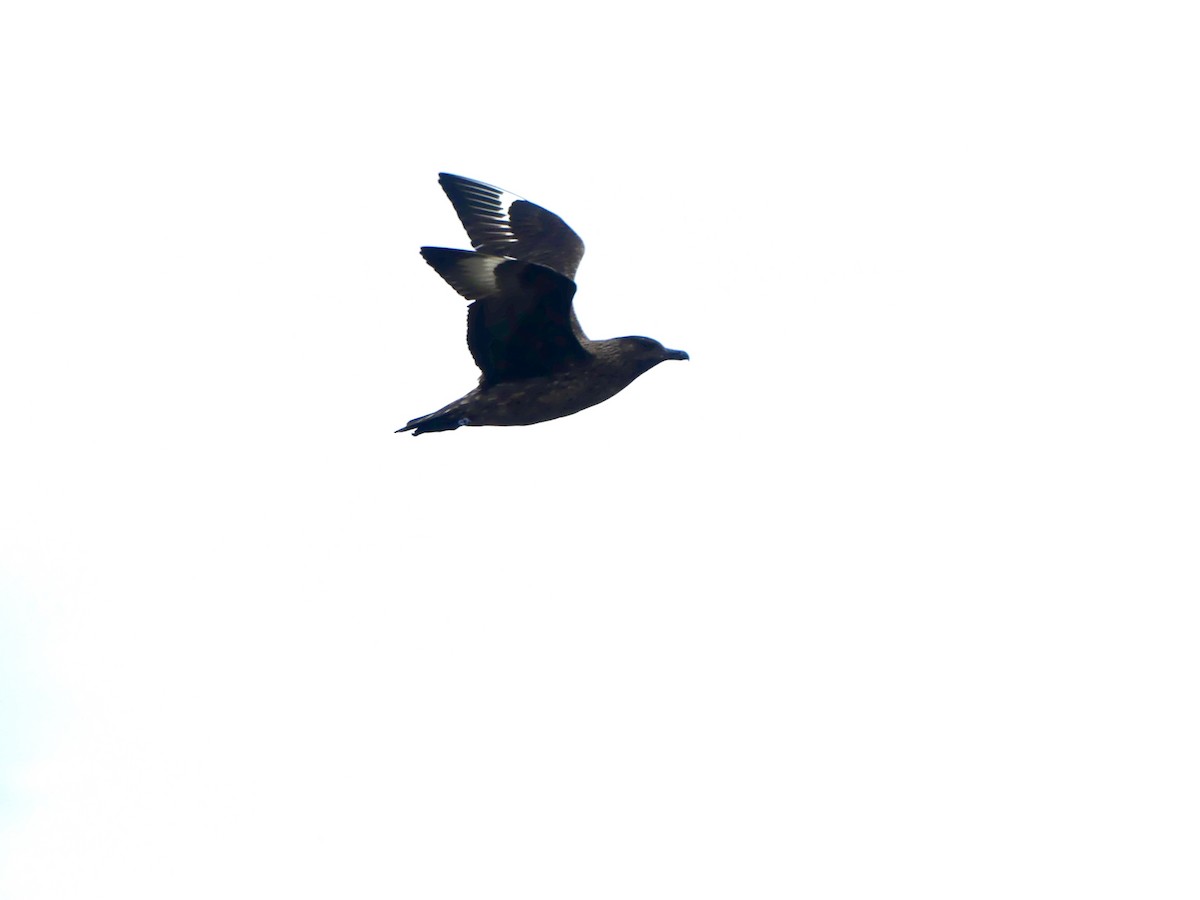 Great Skua - ML638475234