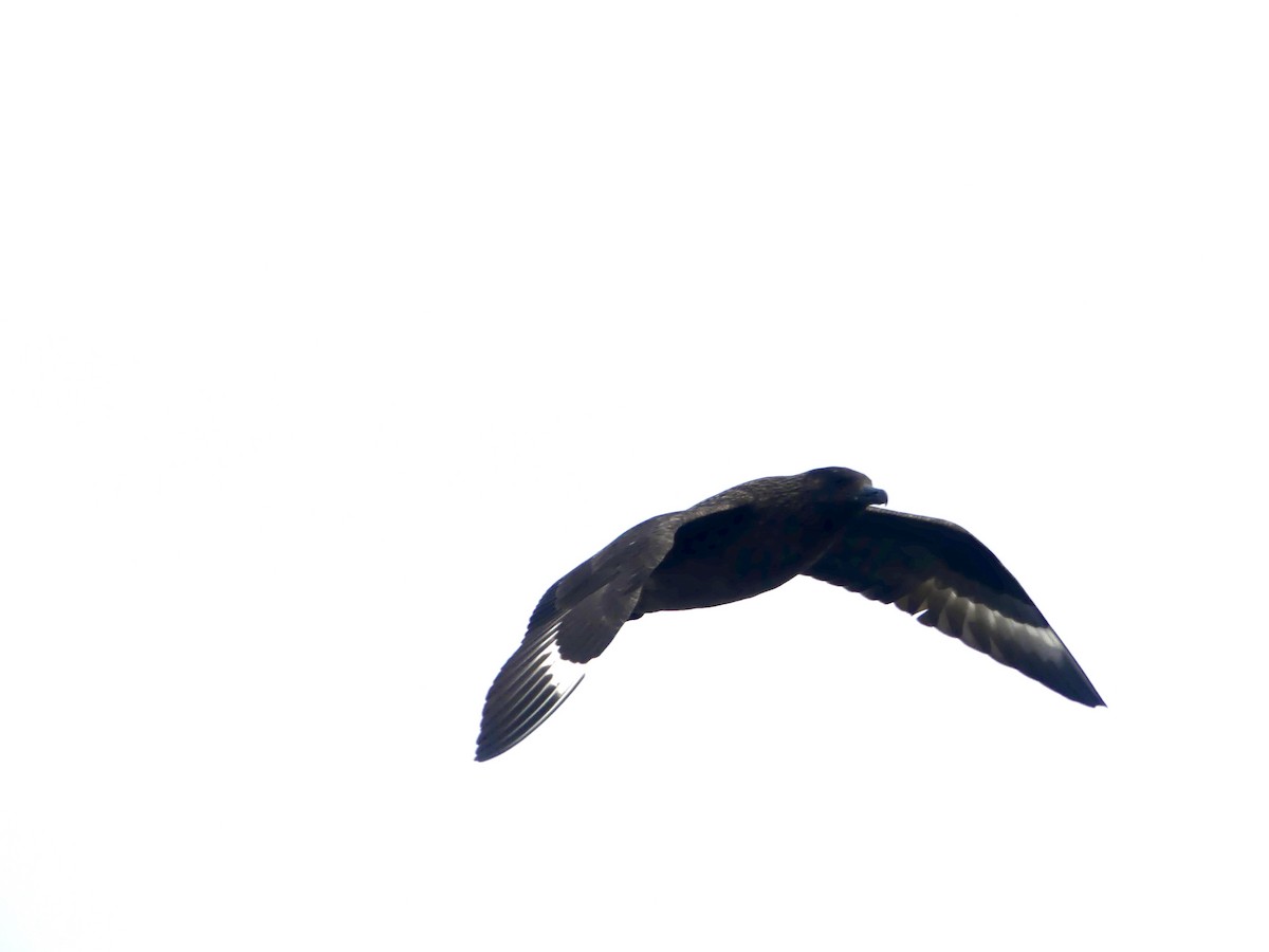 Great Skua - ML638475238