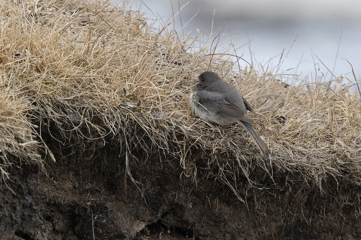 Dark-eyed Junco (Slate-colored) - ML638475242