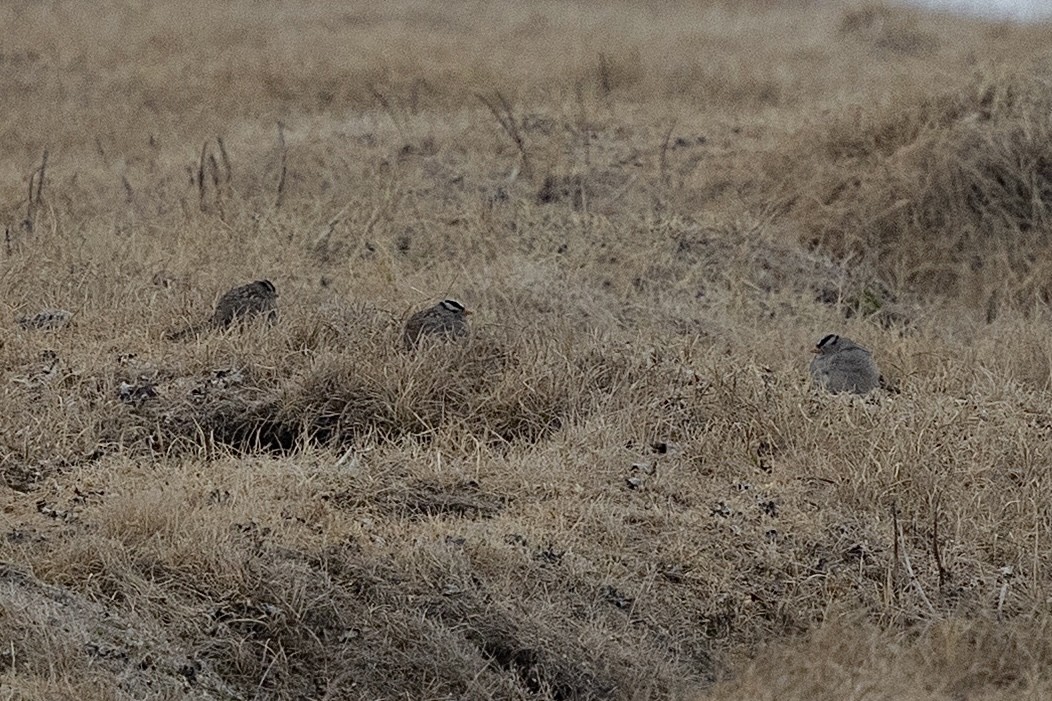 White-crowned Sparrow (Gambel's) - ML638475247