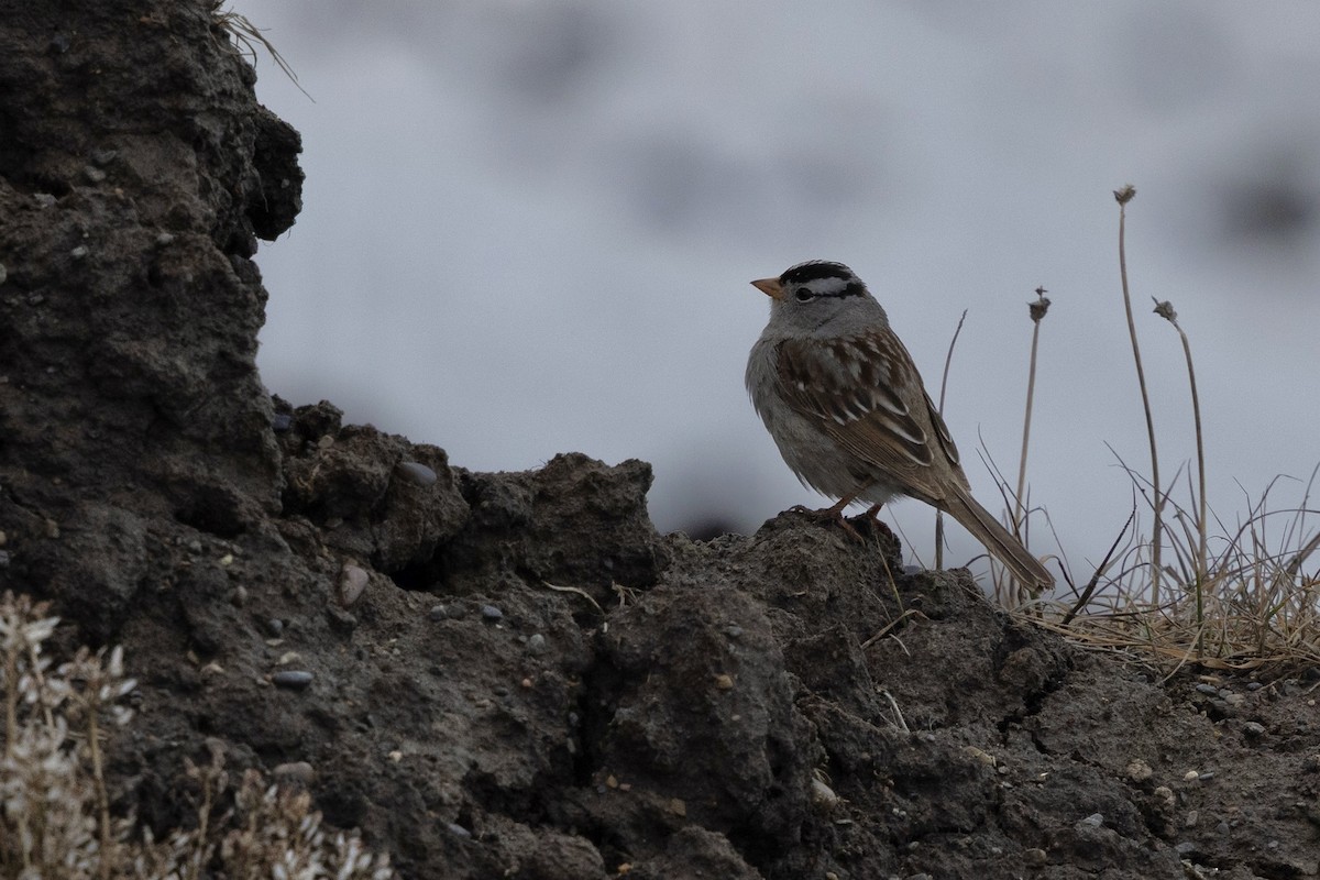 White-crowned Sparrow (Gambel's) - ML638475248