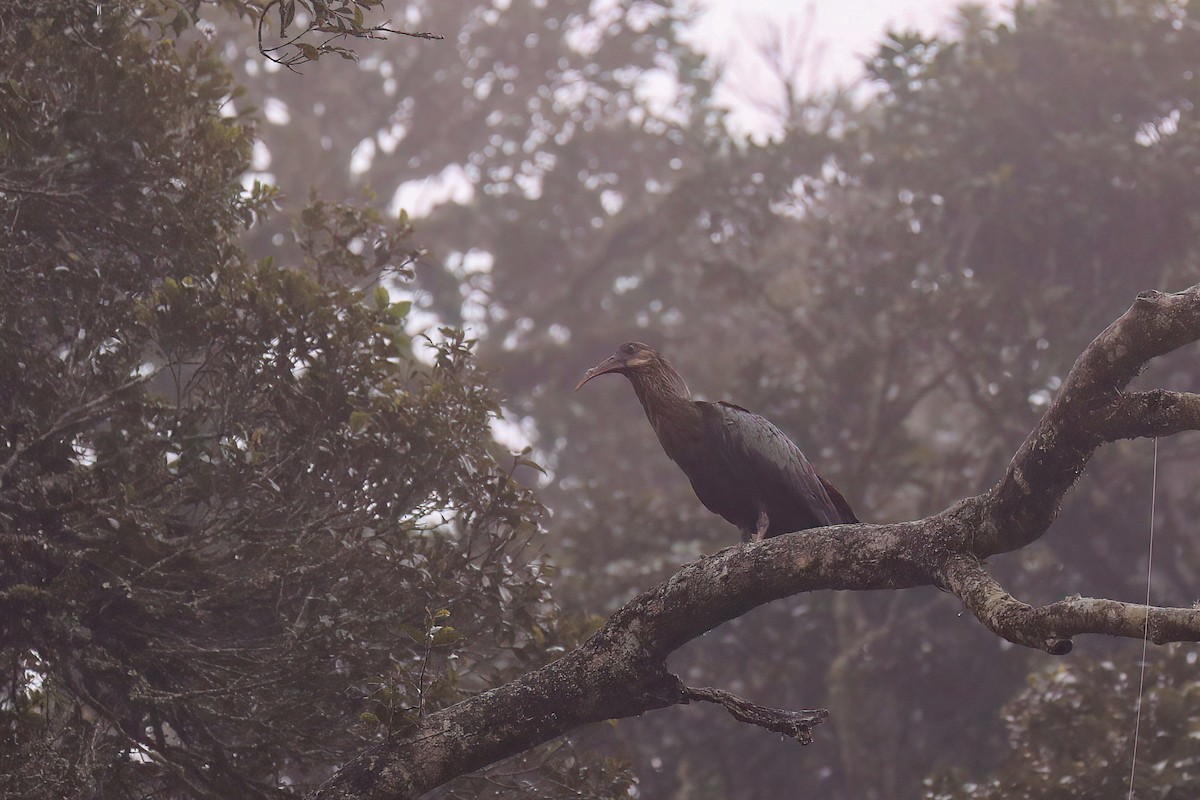 Olive Ibis - ML638475275