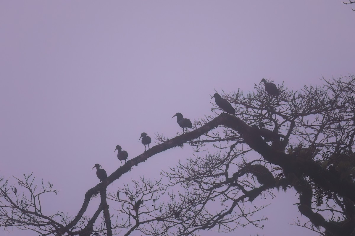 Olive Ibis - ML638475276