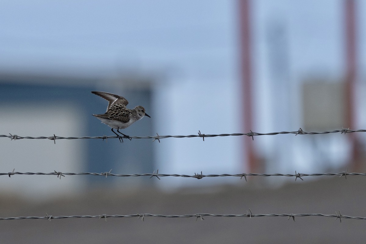 Semipalmated Sandpiper - ML638475290