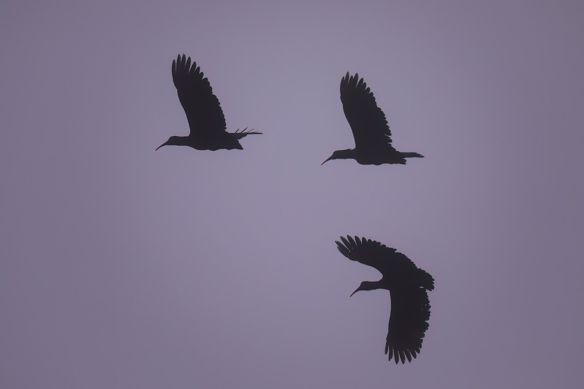 Olive Ibis - ML638475295