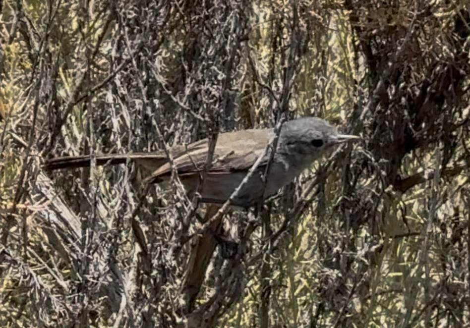 California Gnatcatcher - ML638475303