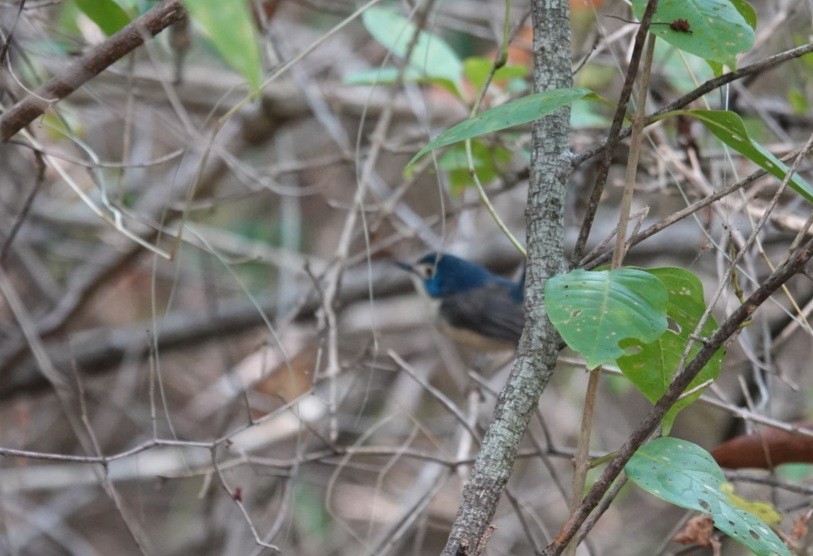 Lovely Fairywren - ML638475307