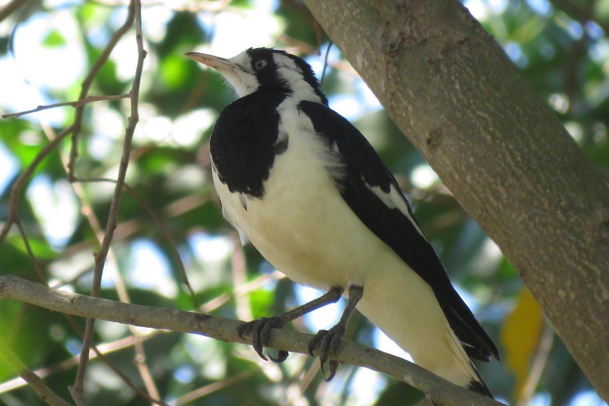 Magpie-lark - ML638475326