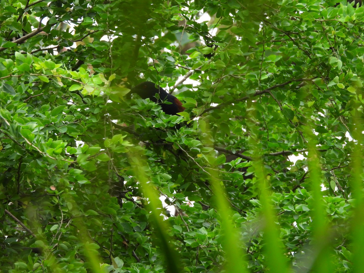 Greater Coucal - ML638475336