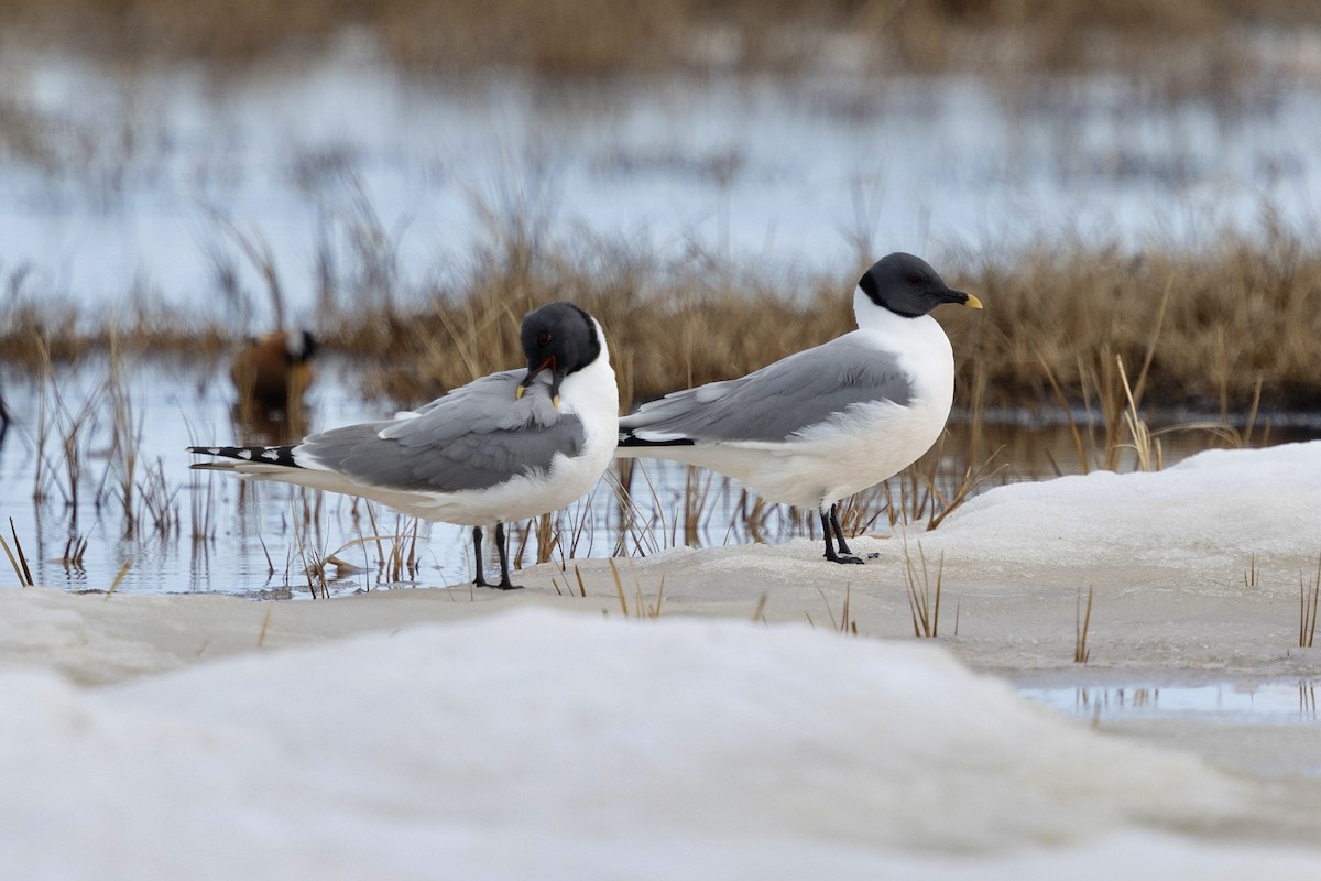 Sabine's Gull - ML638475345