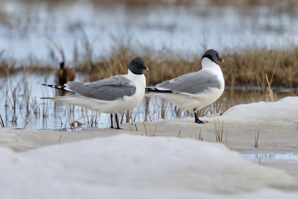 Sabine's Gull - ML638475346