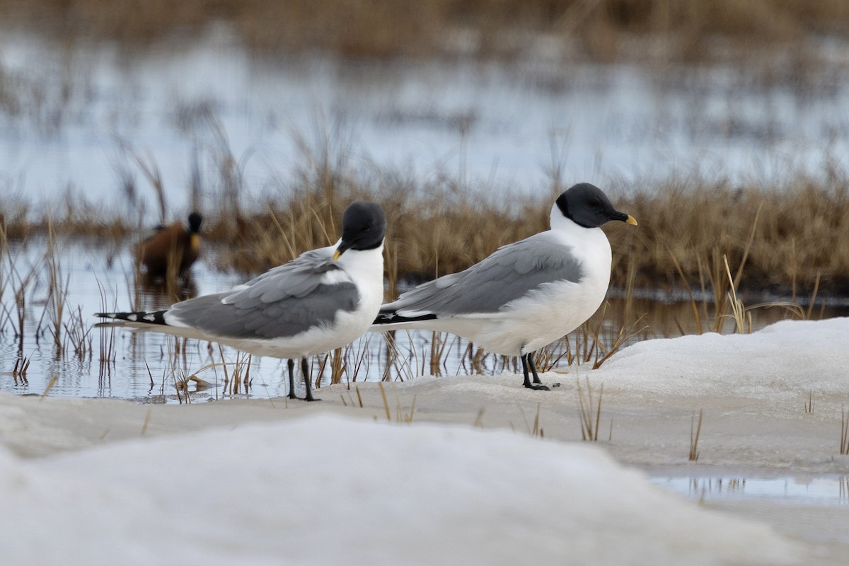 Sabine's Gull - ML638475347