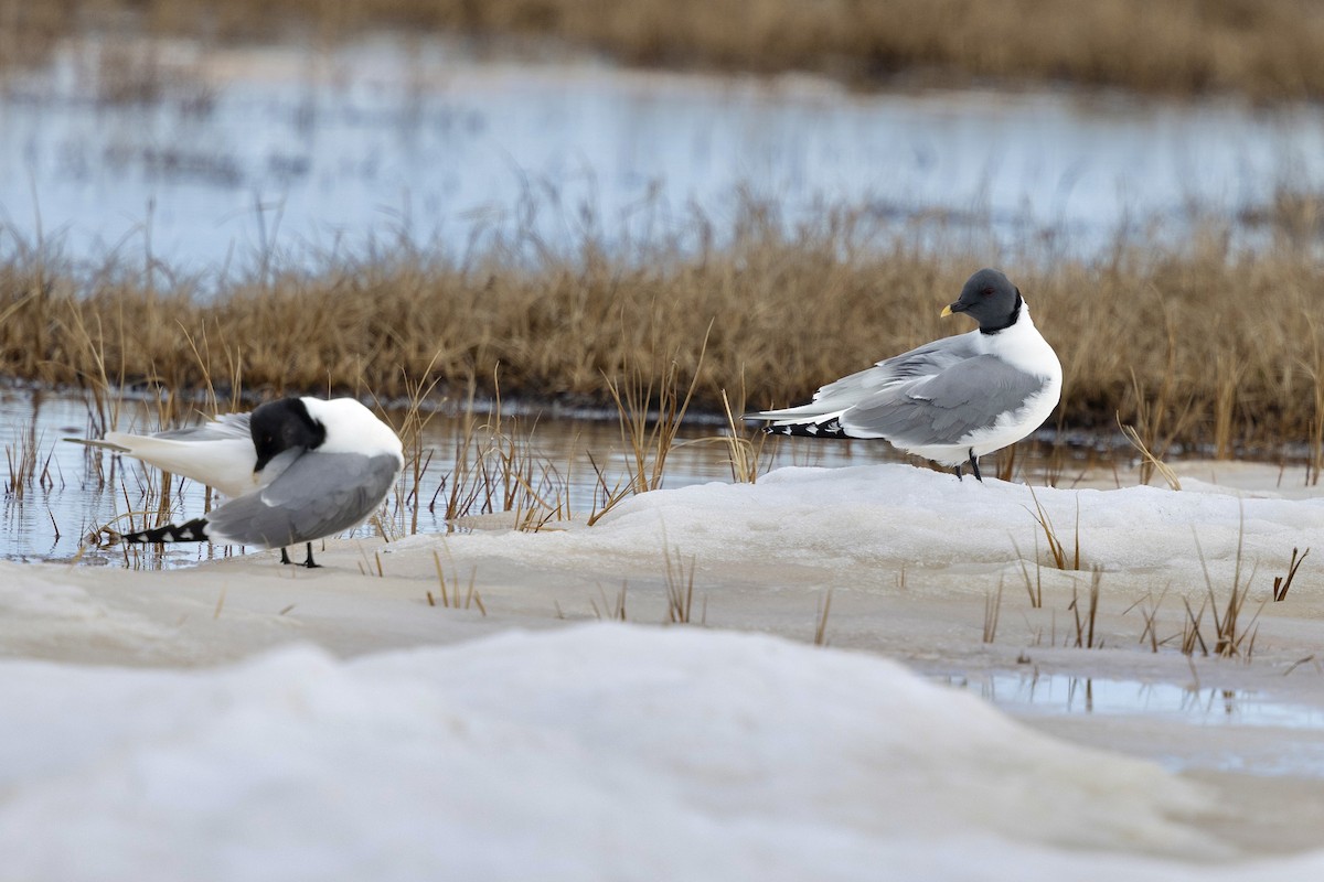 Sabine's Gull - ML638475348