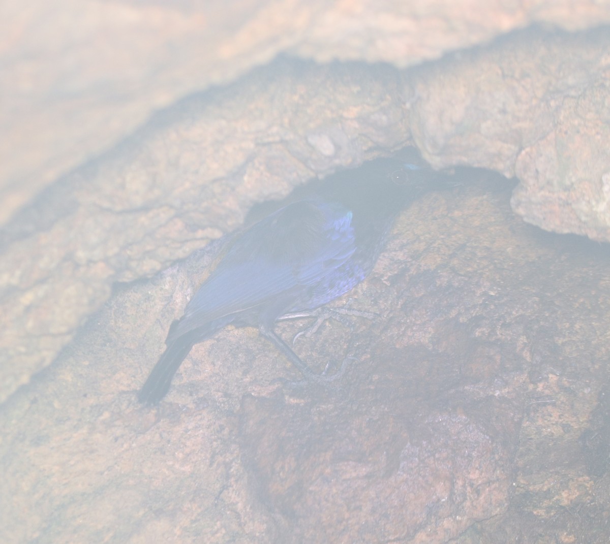 Malabar Whistling-Thrush - ML638475368