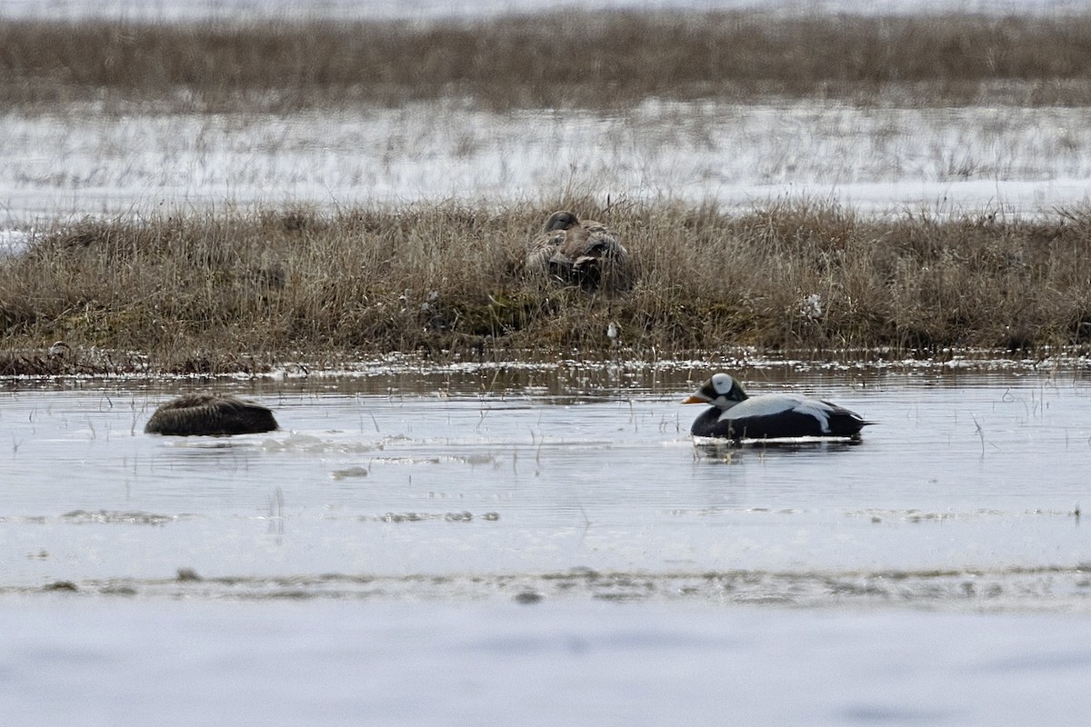 Spectacled Eider - ML638475370