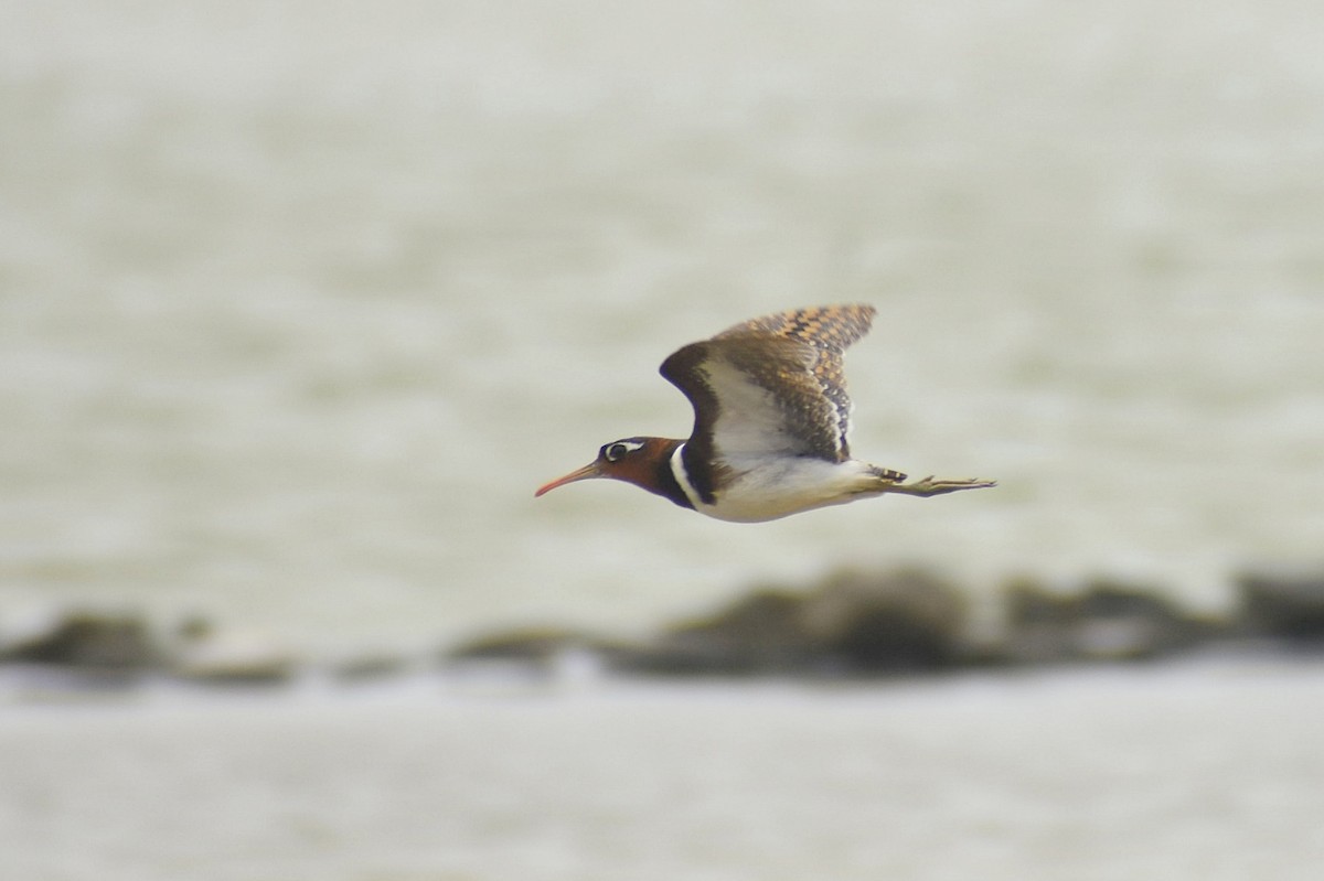 Greater Painted-Snipe - ML638475404