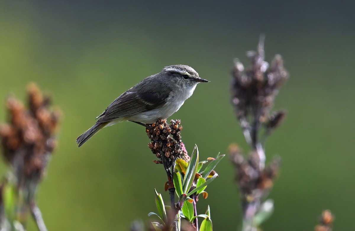 Hume's Warbler - ML638475420