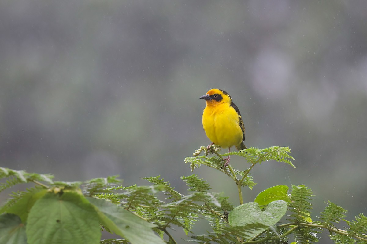 Baglafecht Weaver - ML638475477