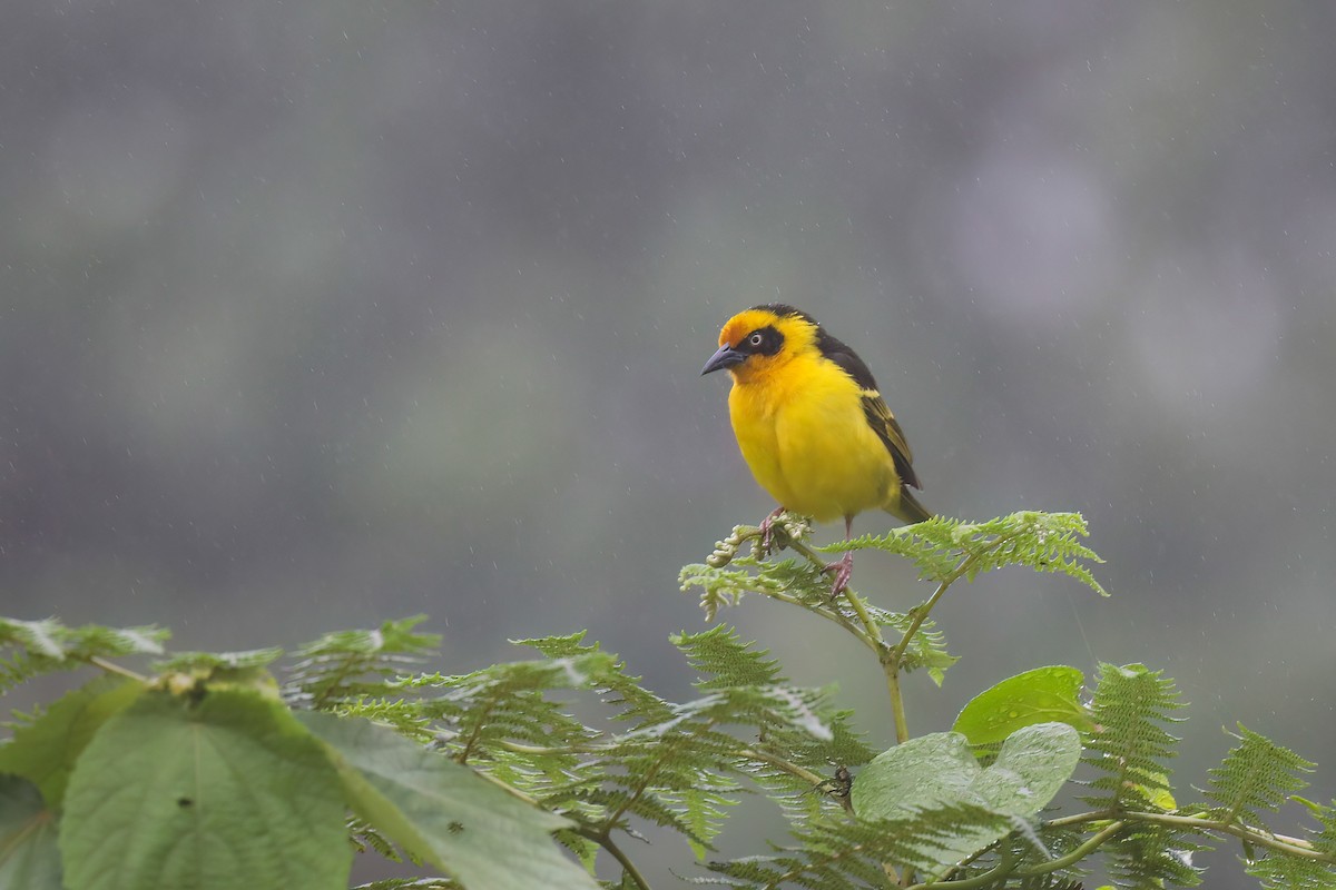 Baglafecht Weaver - ML638475478