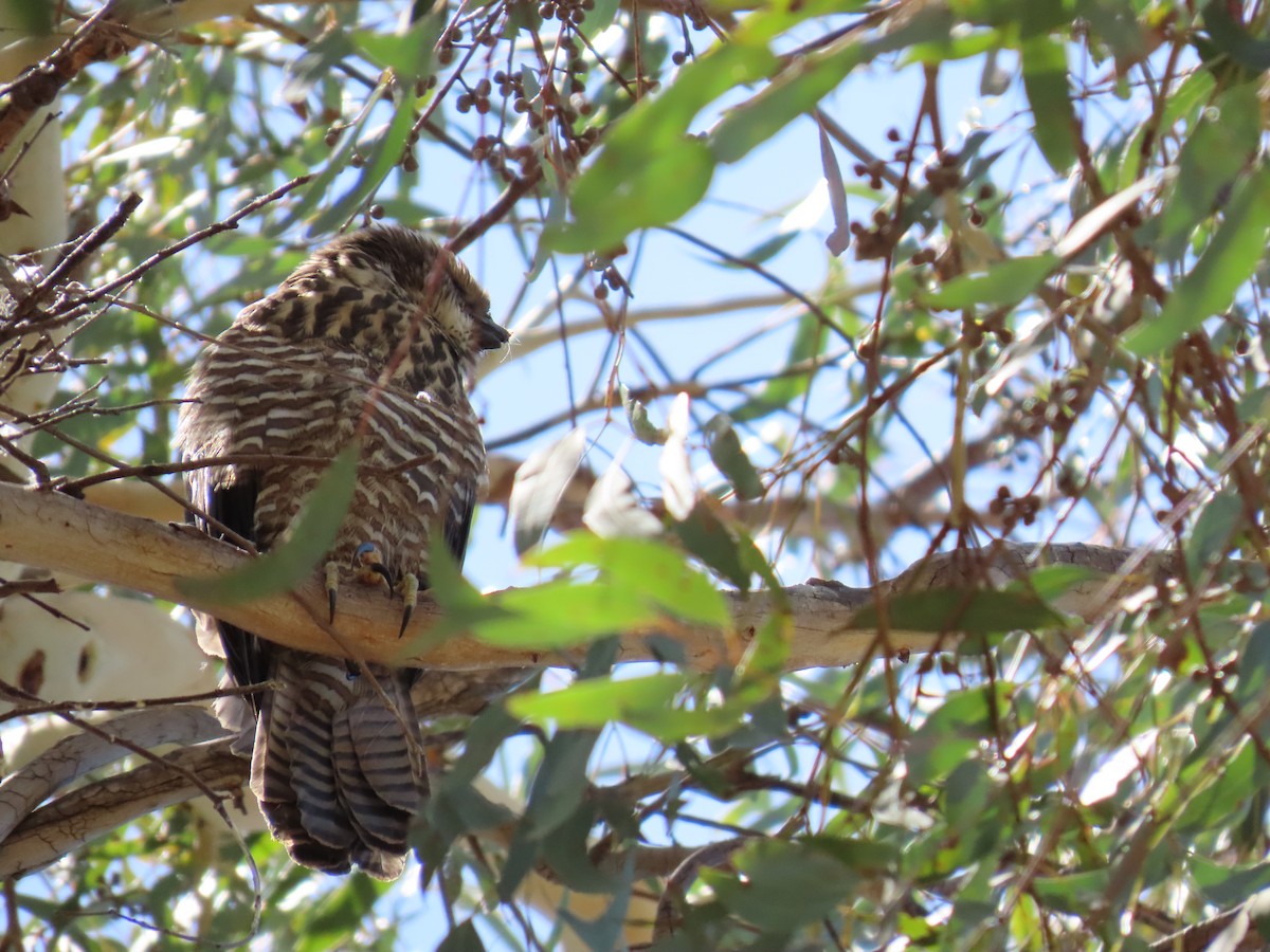 Brown Goshawk - ML638475504