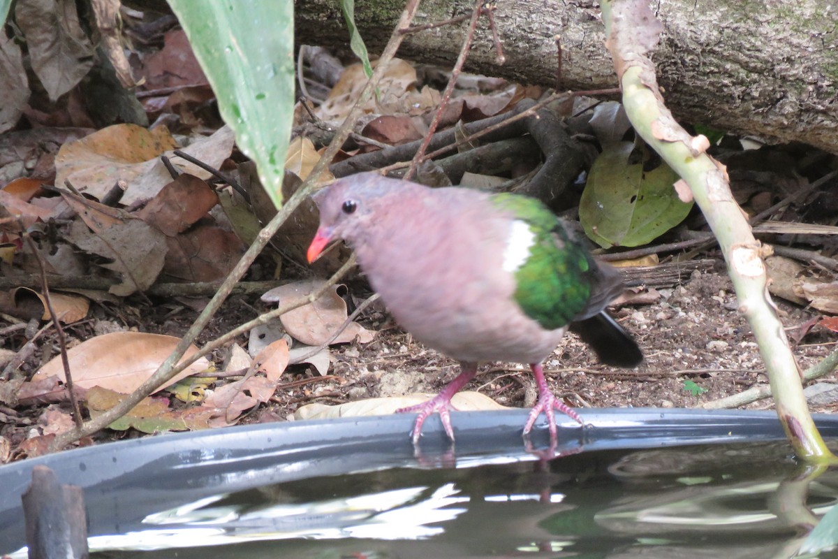 Pacific Emerald Dove - ML638475509