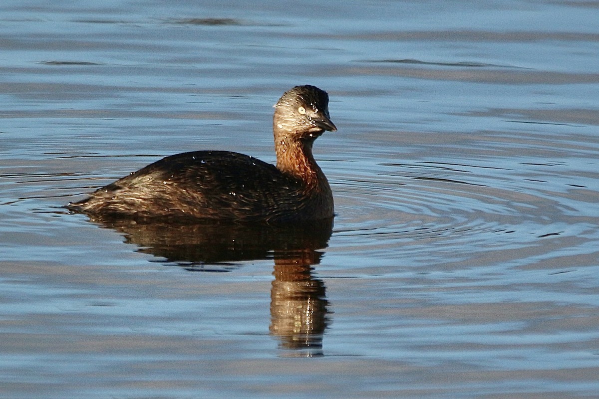 New Zealand Grebe - ML638475515