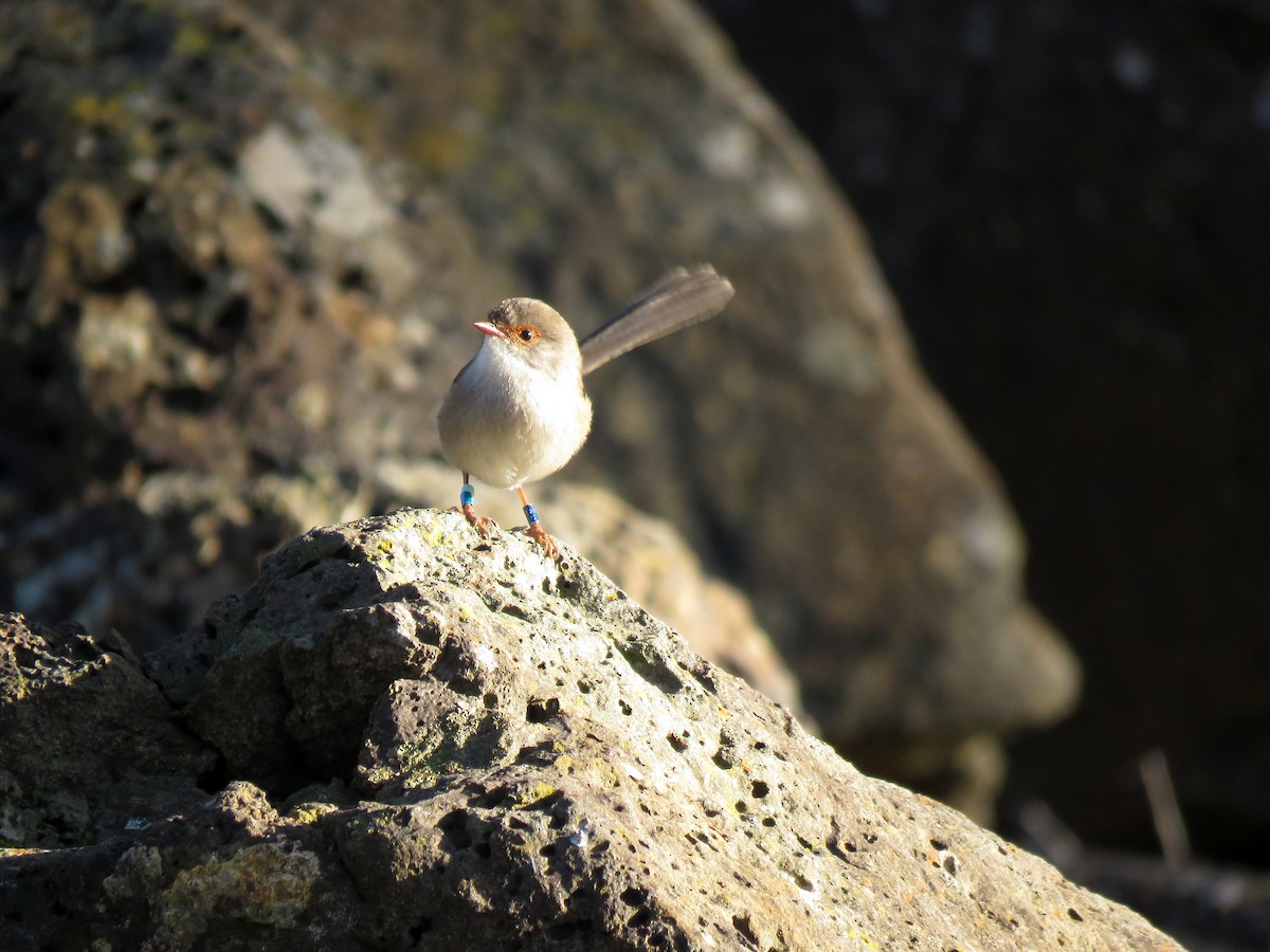 Superb Fairywren - ML638475542