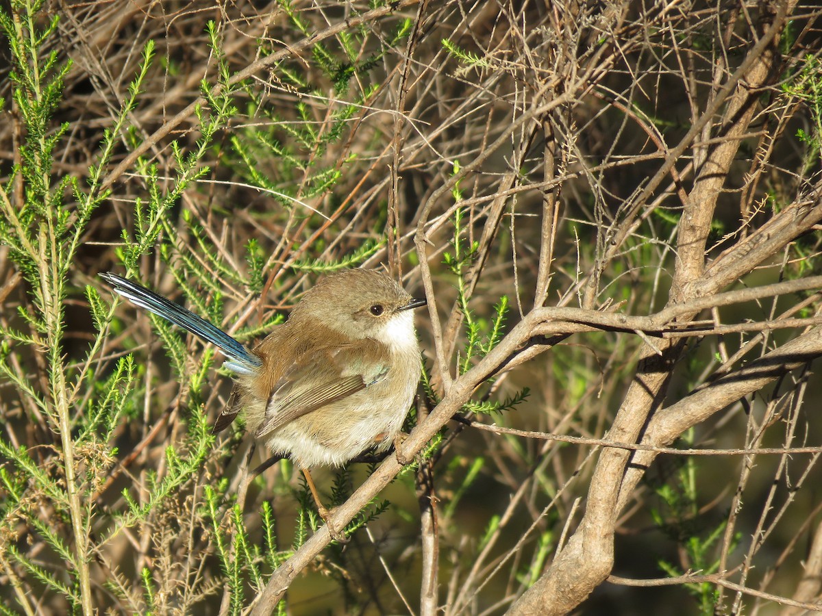 Superb Fairywren - ML638475545