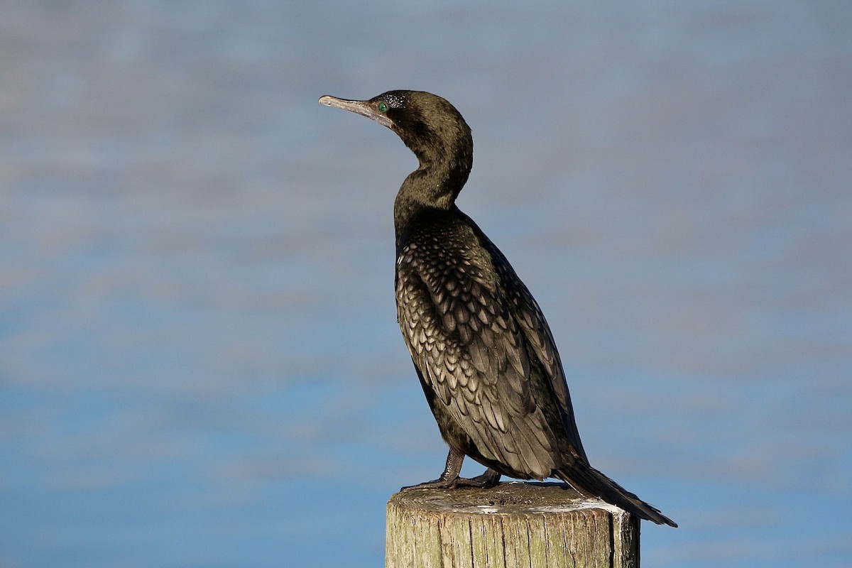 Cormoran noir - ML638475552