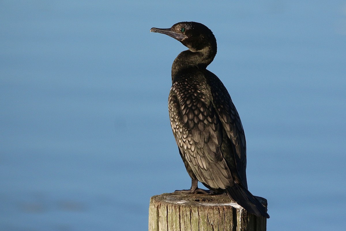 Cormoran noir - ML638475553