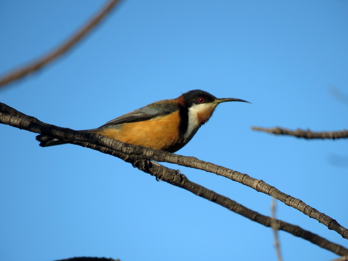 Eastern Spinebill - ML638475559