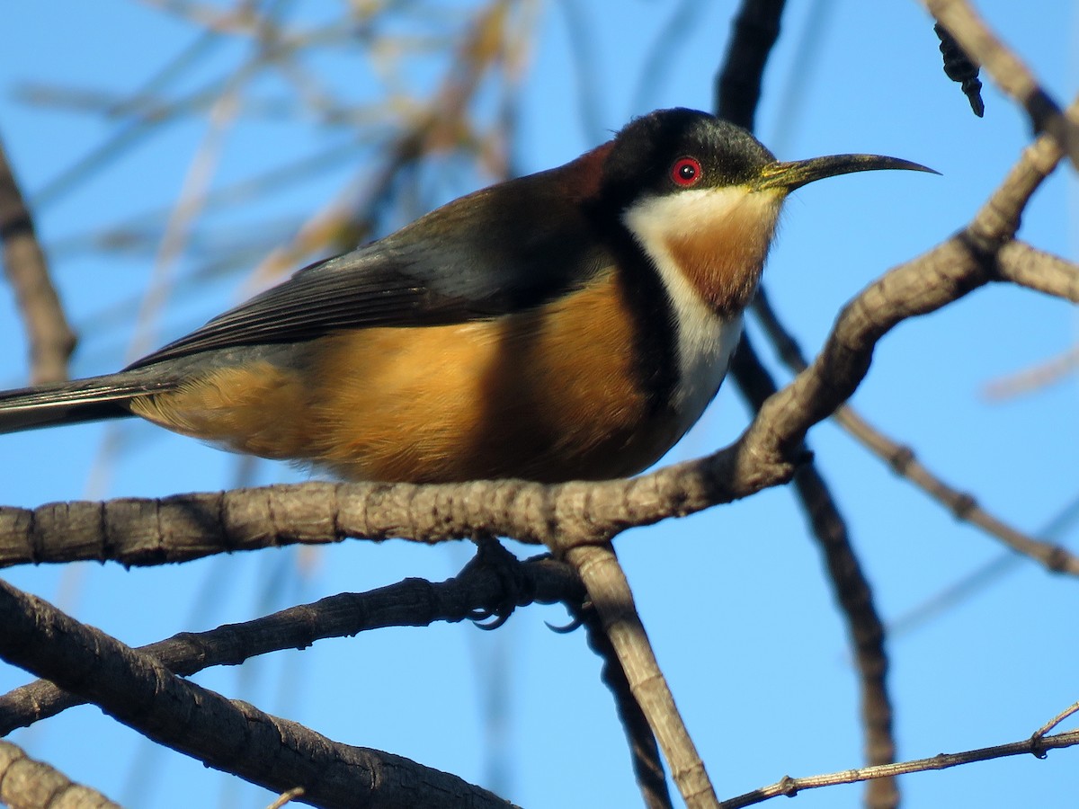 Eastern Spinebill - ML638475560