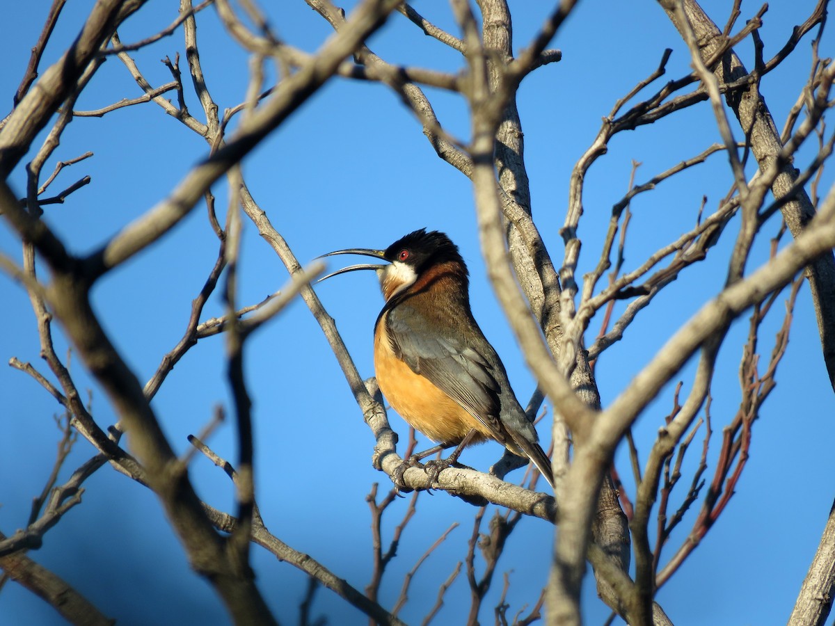 Eastern Spinebill - ML638475561