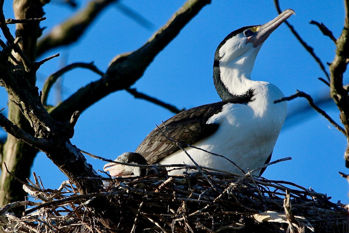 Cormoran varié - ML638475567