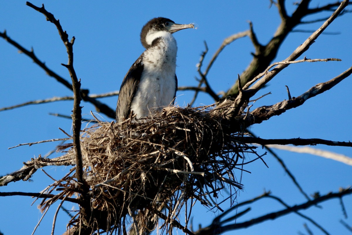 Cormoran varié - ML638475568