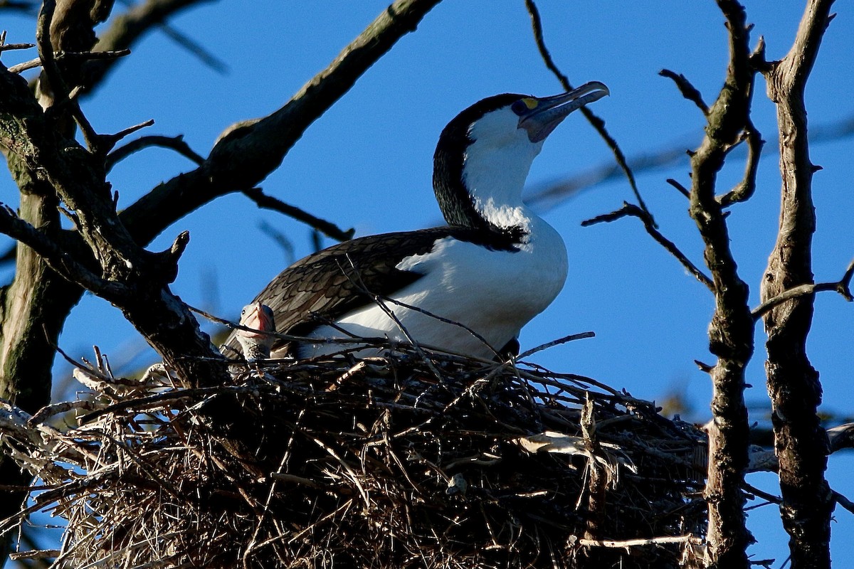 Cormoran varié - ML638475569