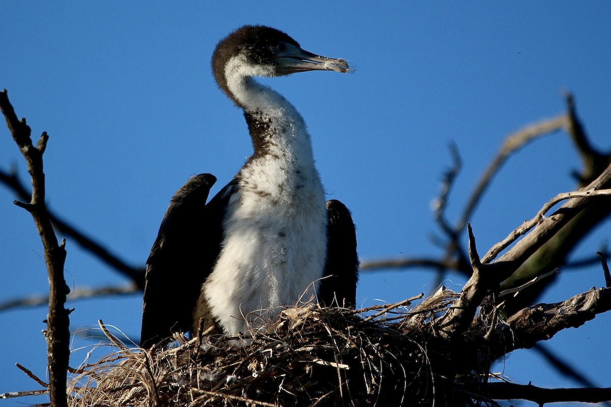 Cormoran varié - ML638475570