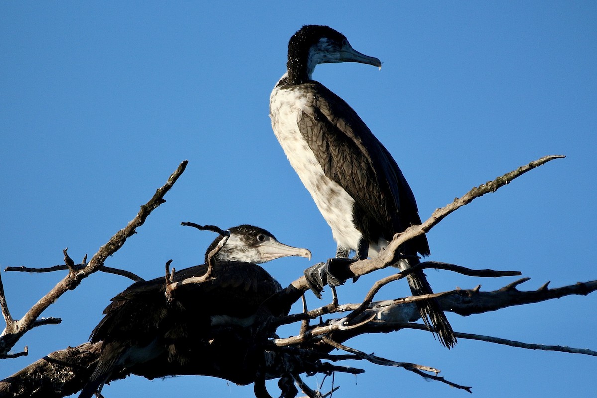 Cormoran varié - ML638475571