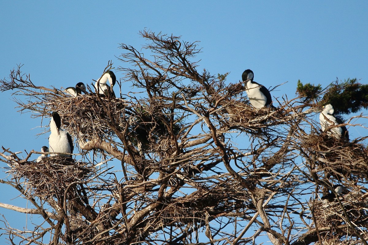 Cormoran varié - ML638475573
