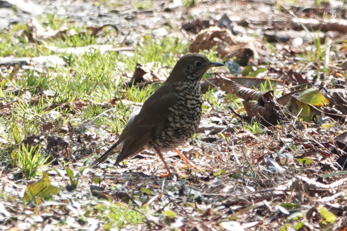 Alpine Thrush - ML638475600