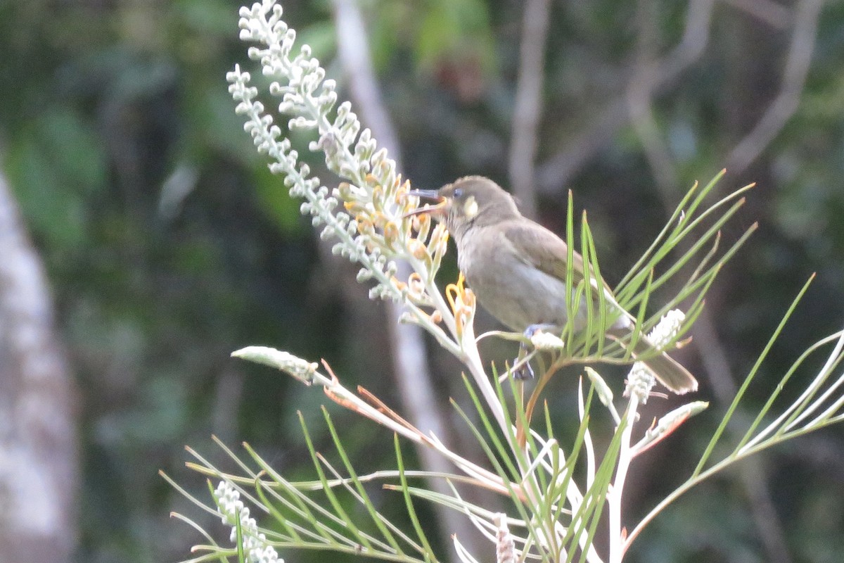 Cryptic Honeyeater - ML638475632