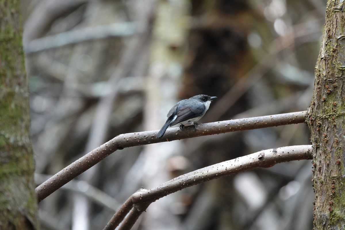 Mangrove Robin - ML638475671