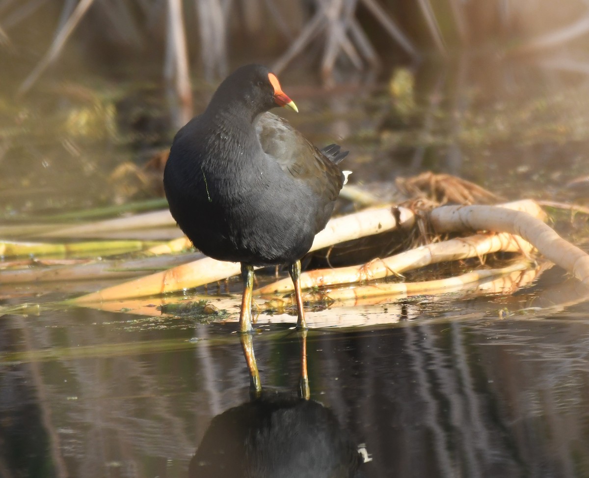 Dusky Moorhen - ML638475687