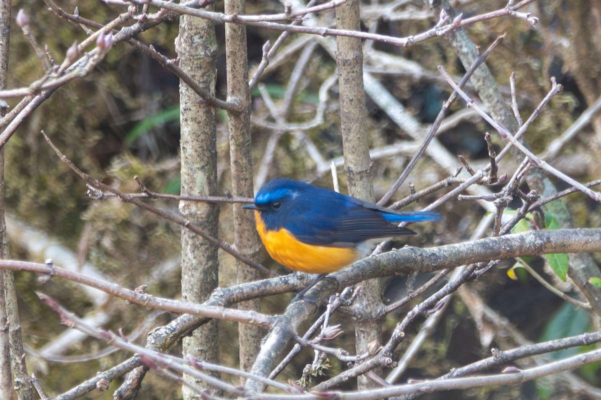 Rufous-breasted Bush-Robin - ML638475688