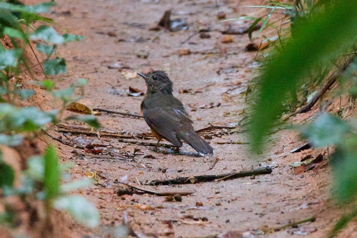 Finsch's Flycatcher-Thrush - ML638475694