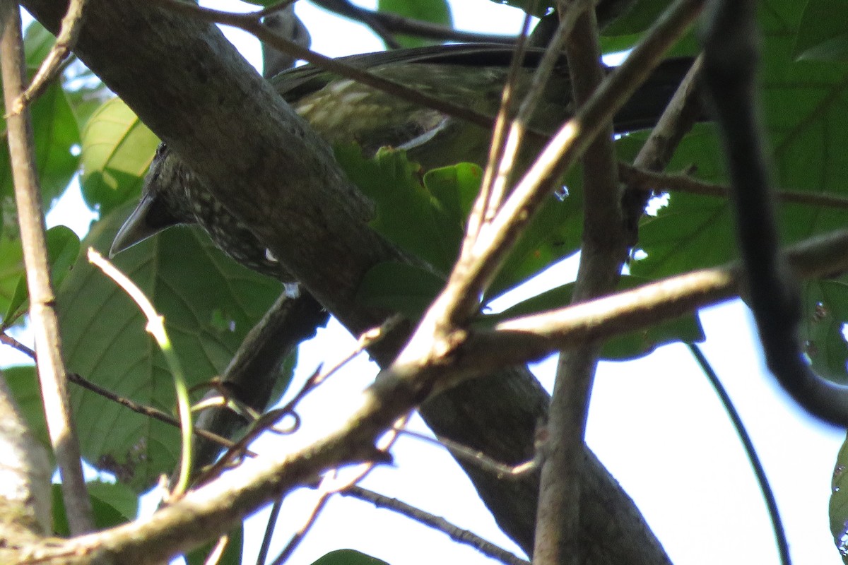 Spotted Catbird - ML638475700