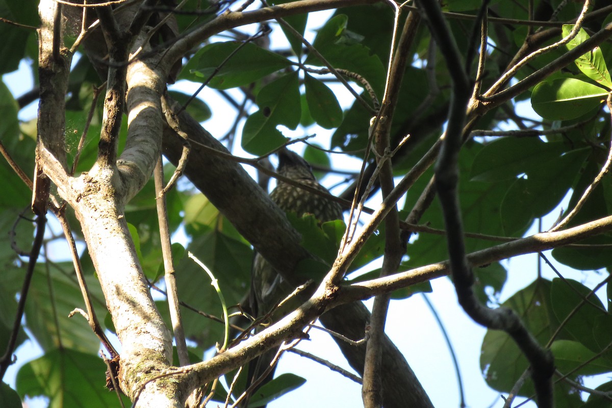 Spotted Catbird - ML638475701