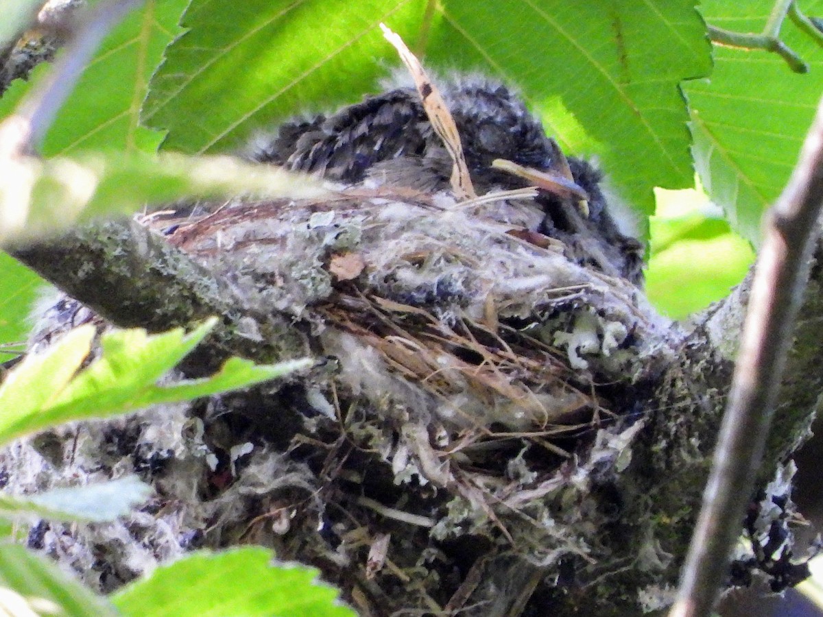 Blasskehl-Schnäppertyrann - ML638475731