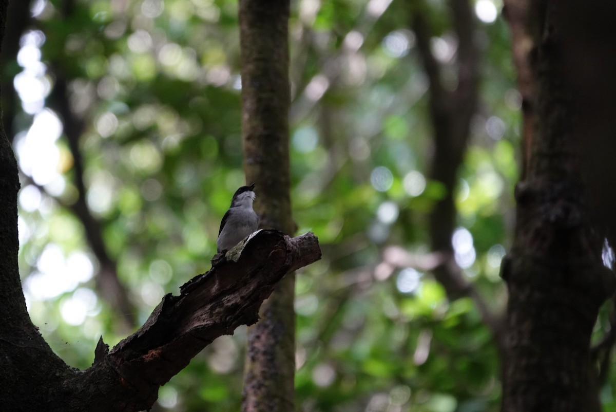 Mangrove Robin - ML638475747