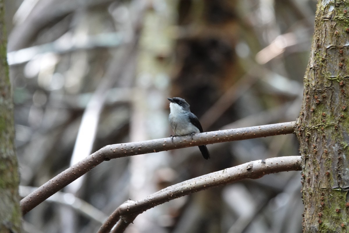 Mangrove Robin - ML638475748